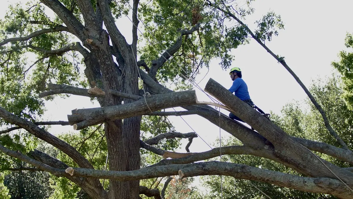 Professional Hazardous Tree Removal performed by certified arborists in Centerpoint